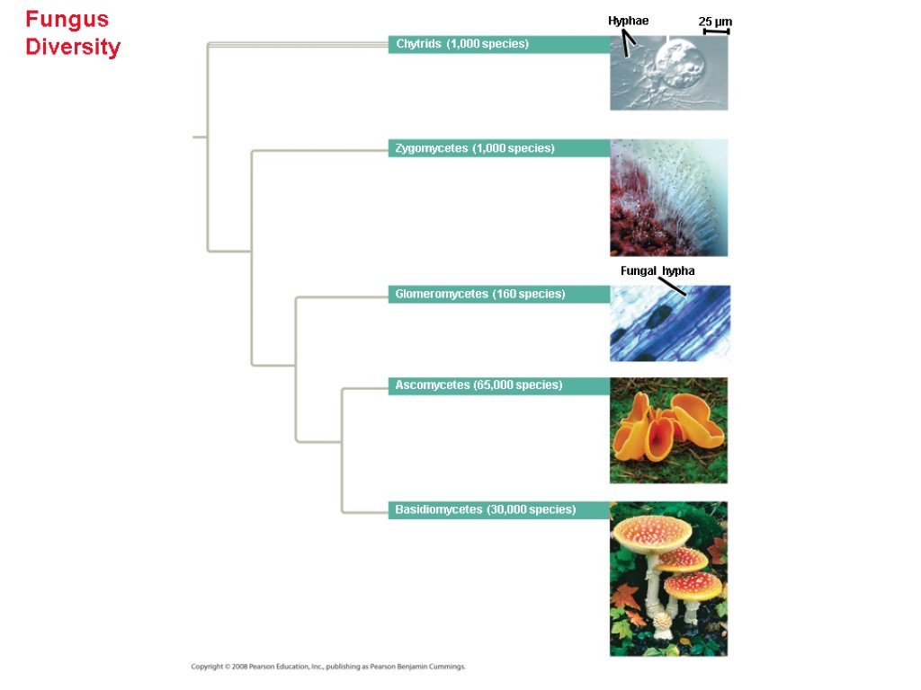 Fungus Diversity Chytrids (1,000 species) Zygomycetes (1,000 species) Hyphae 25 µm Glomeromycetes (160 species)